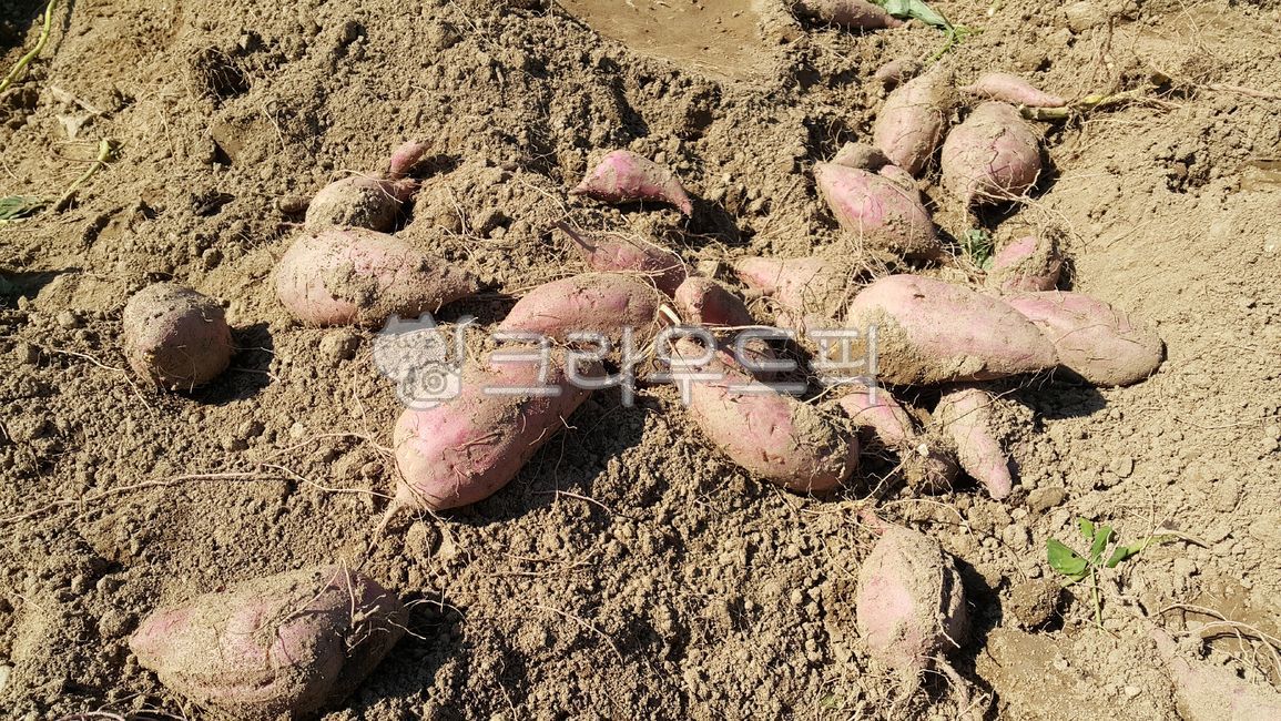 sweet potato,harvesting,sweet potato field,soil,crops
