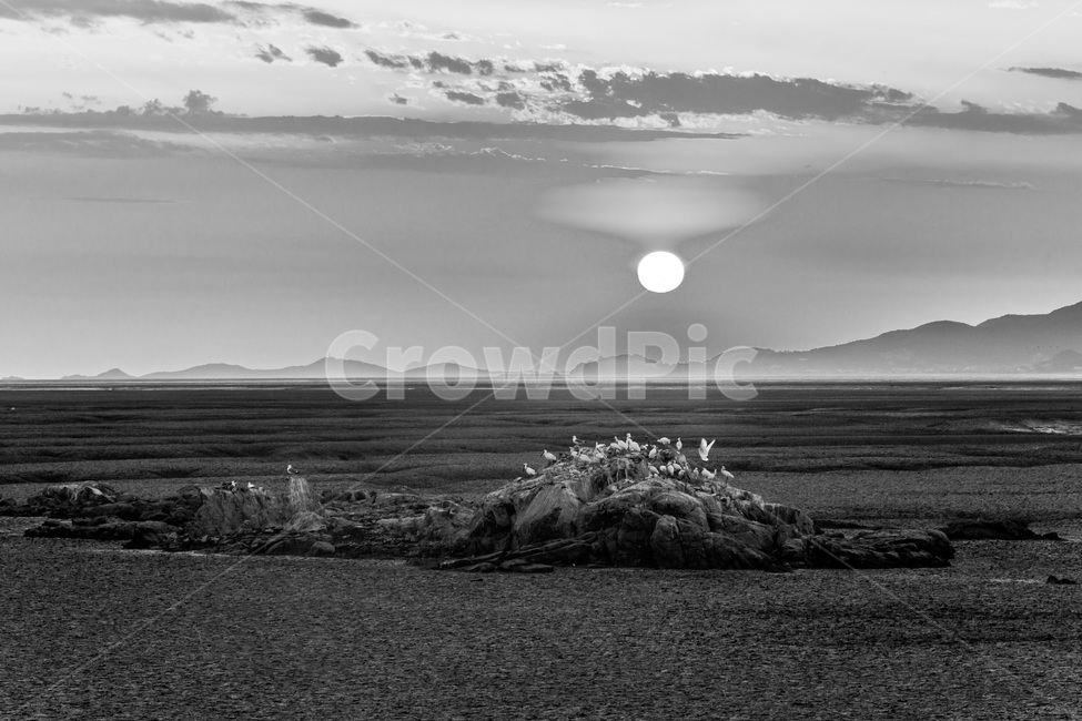영종도,썰물,갯벌,낙조,석양,환경,무늬,문양,철새,자연,풍경,nature,landscape,한국자연풍경,한국자연경관,korea nature landscape,동물,animal,조류,새,birds,흑백,모노톤,monochrome,black and white,outdoors,옥외