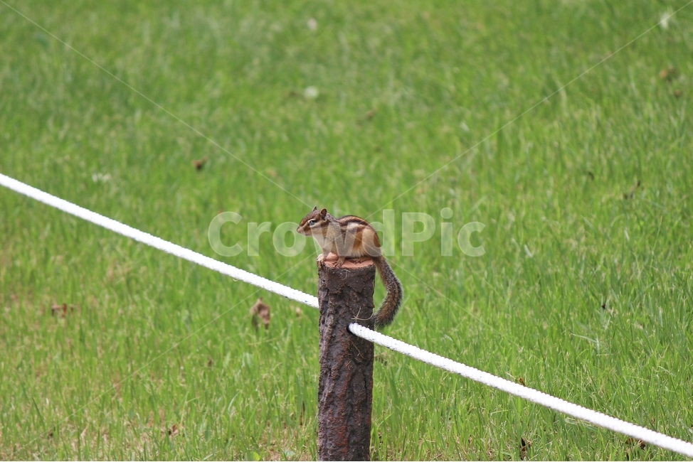 다람쥐,공원,동물,귀여움,잔디,라인,감성,배경,squirrel,park,animal,grass,cuteness,line,sensibility,background