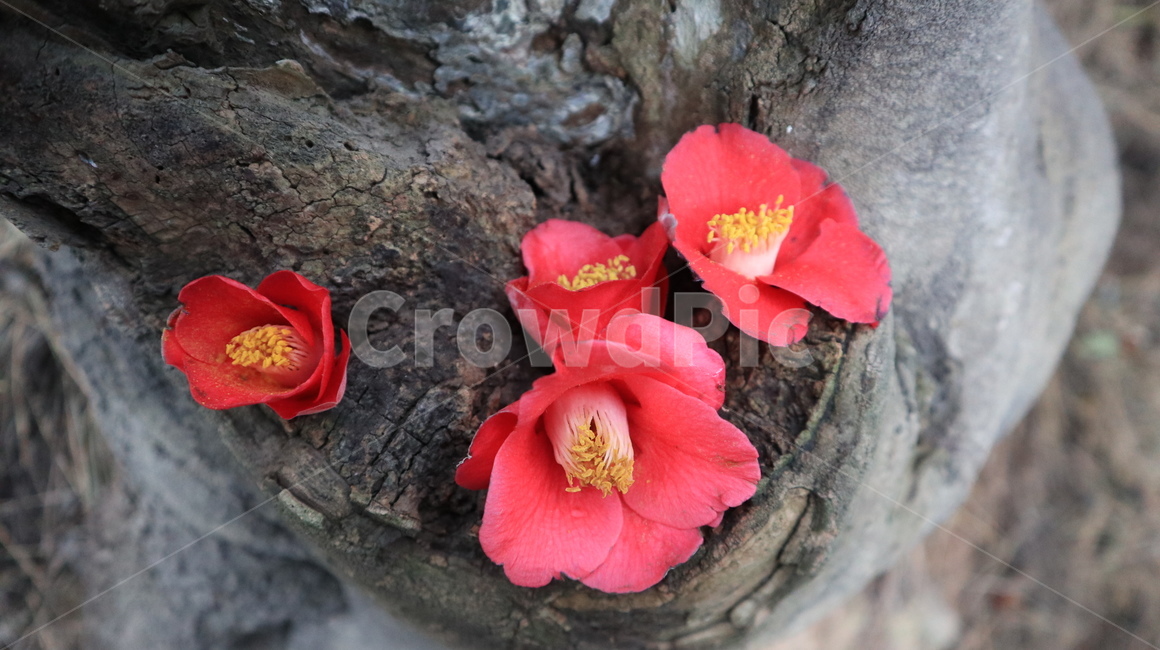 flower,꽃,plant,식물,camelliaflower,동백,동백꽃,빨간동백,빨간꽃,redflower,자연,nature