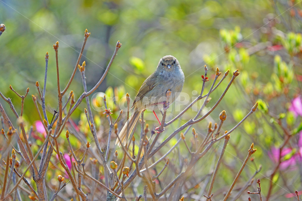 휘파람새,조류,진달래,철새,새,동물,animal,조류,새,birds