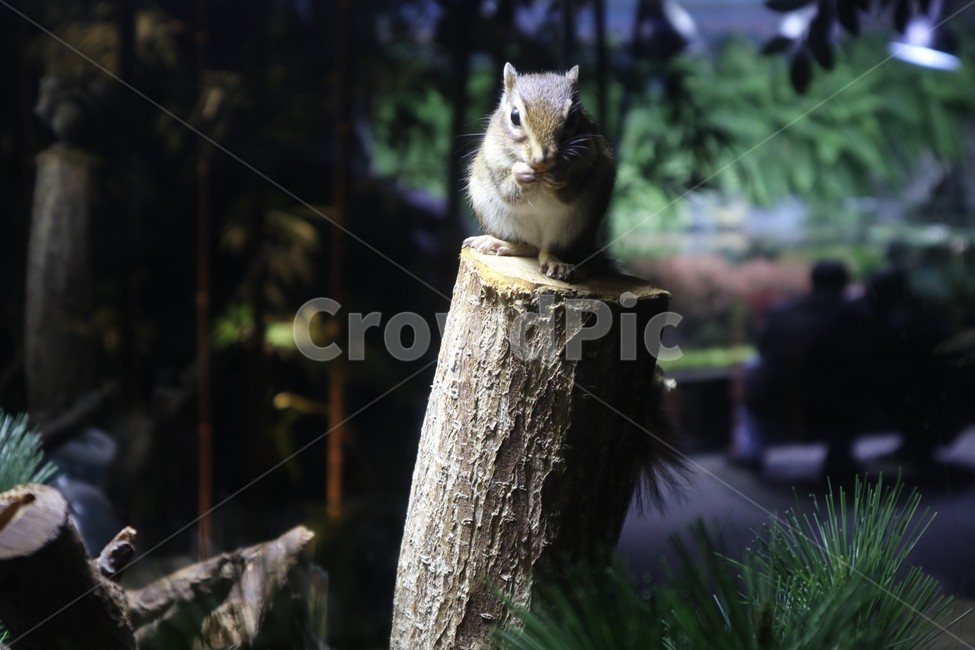 다람쥐,squirrel,동물,소동물,animal,귀여운,작은,동물원,정면,나무,나무밑동