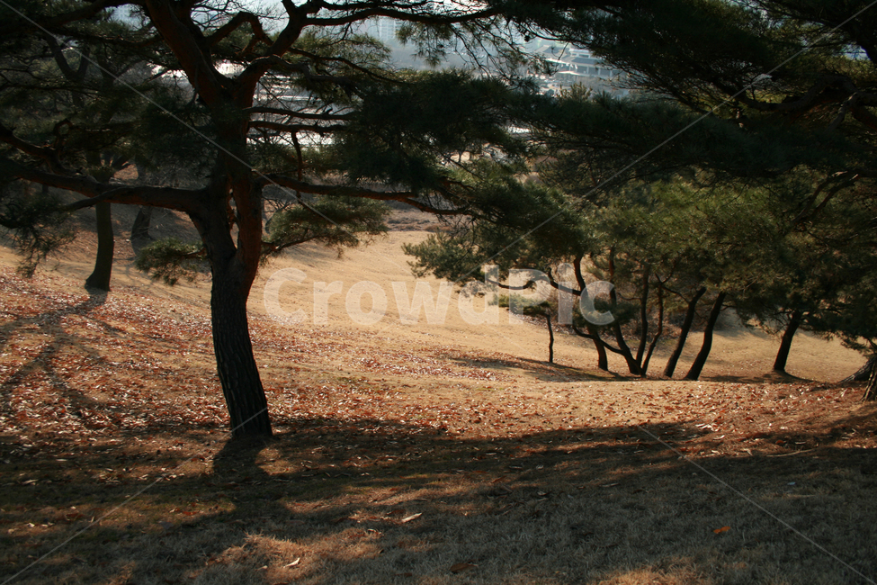 공원,나무,그늘,소나무,식물,겨울,식물,자연,plants,nature,나무,trees,wood