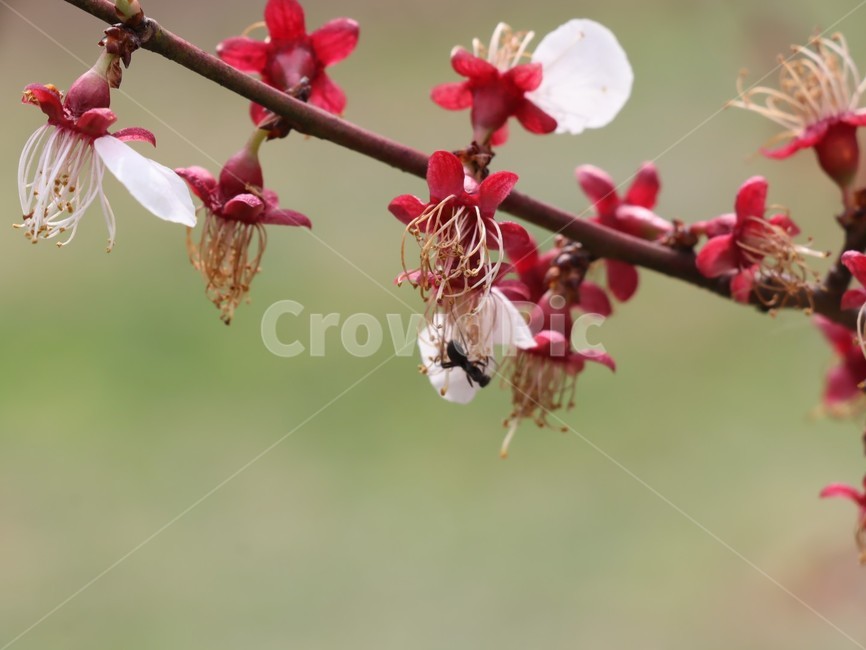 매화,봄꽃,흰꽃,개화,조화,개미,식물,자연,plants,nature,꽃,flower
