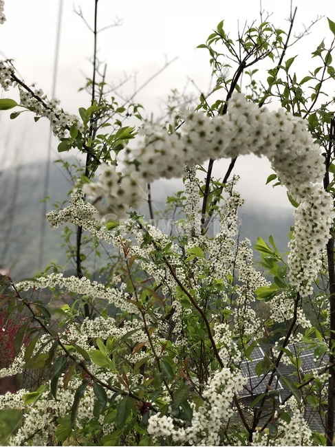꽃,꽃나무,들꽃,숲,산속