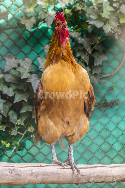 동물,닭,토종닭,수탉,새,조류,부리,가축,닭띠,동물,animal,조류,새,birds