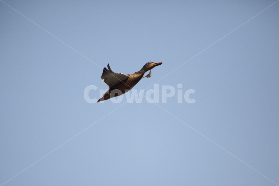 animal,동물,bird,새,청둥오리,오리,동물,animal,조류,새,birds