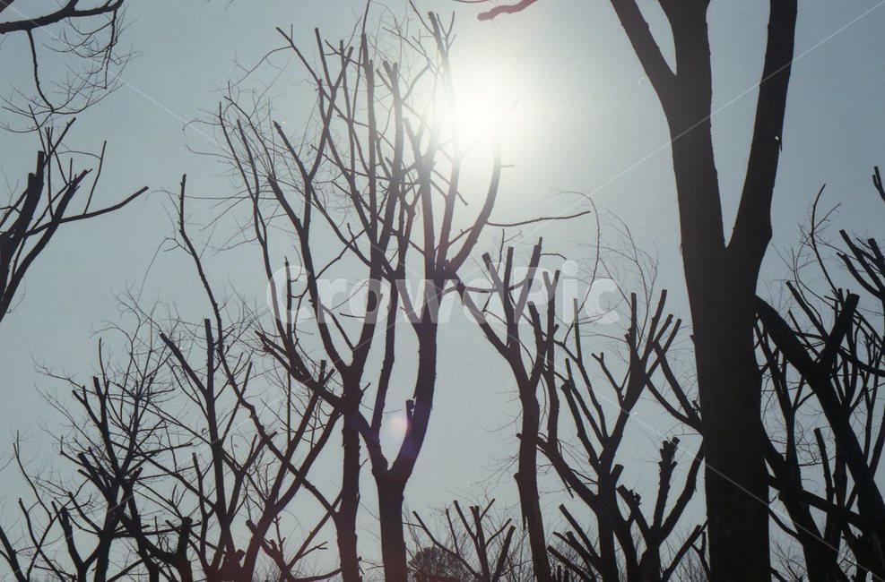 나무,가을,하늘,감성,필카,필름카메라,필름,35mm,자연,풍경,nature,landscape,light,빛,flare,플레어