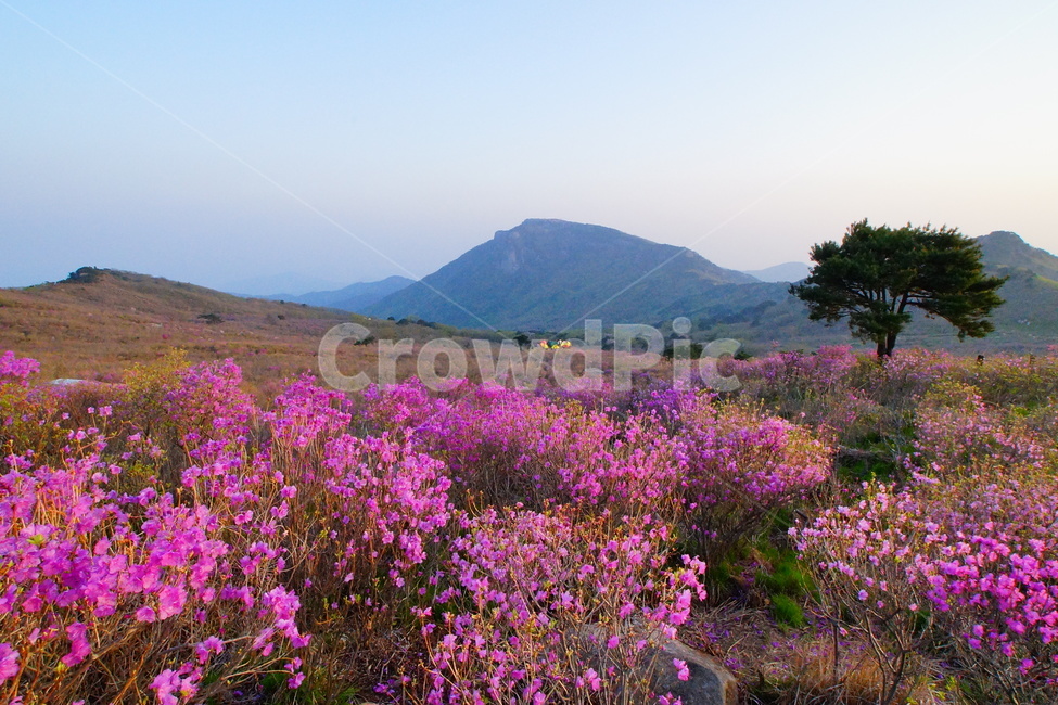 비슬산,참꽃,진달래,봄,풍경,봄,계절,spring,season,자연,풍경,nature,landscape,outdoors,옥외