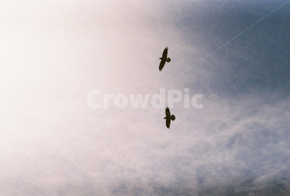 몽골,하늘,까마귀,flying,새