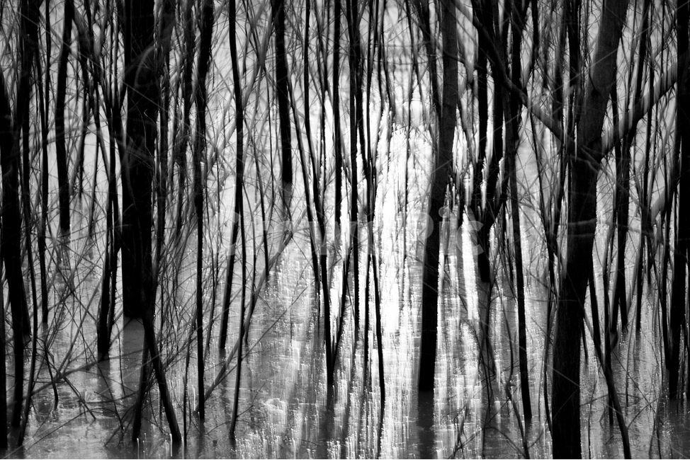 흑백,모노크롬,나무,얼음,노을,저녁빛,노을빛,자연,풍경,nature,landscape,흑백,모노톤,monochrome,black and white,plant,식물,tree