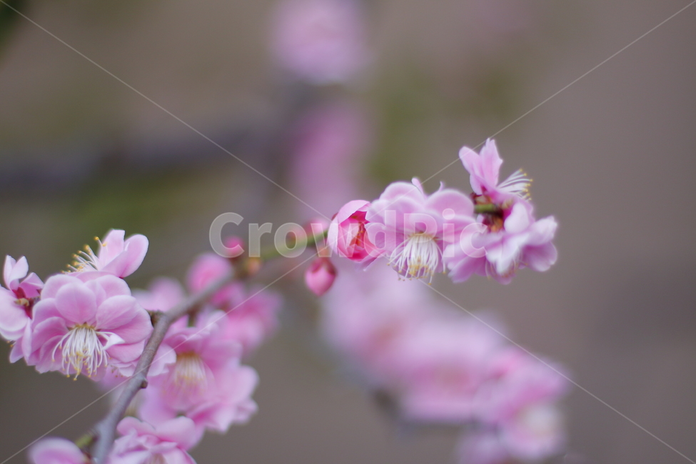 자연,꽃,식물,화사함,봄,풍경,아웃포커스,neture,flower,plant,bright,spring,scenery,outfocus,핑크,pink,봄,계절,spring,season,식물,자연,plants,nature,꽃,flower,blossom