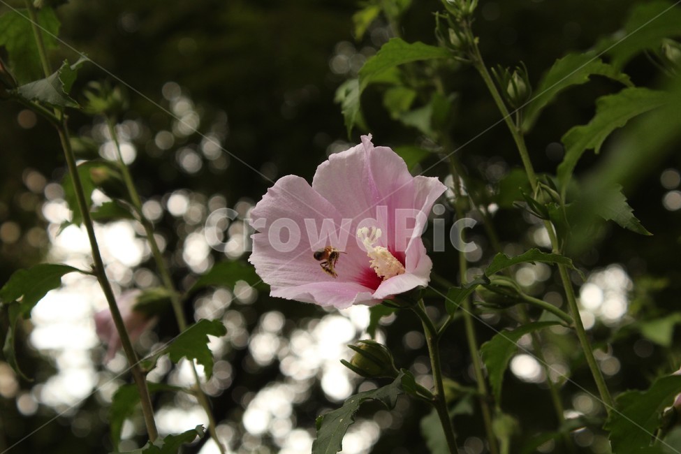 무궁화꽃,무궁화,벌,자연,식물,식물,자연,plants,nature,꽃,flower,동물,animal,곤충,벌레,insect,bug
