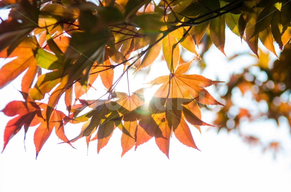 가을,단풍,햇살,맑음,붉음,빨강,노랑,주황,밝음,식물,자연,plants,nature,가을,계절,fall,autumn,season,leaf,잎,plant,tree,나무,maple
