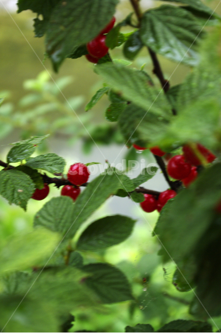 앵두,나무,잎,물방울,식물,plant,식물,자연,plants,nature,과일,열매,fruit