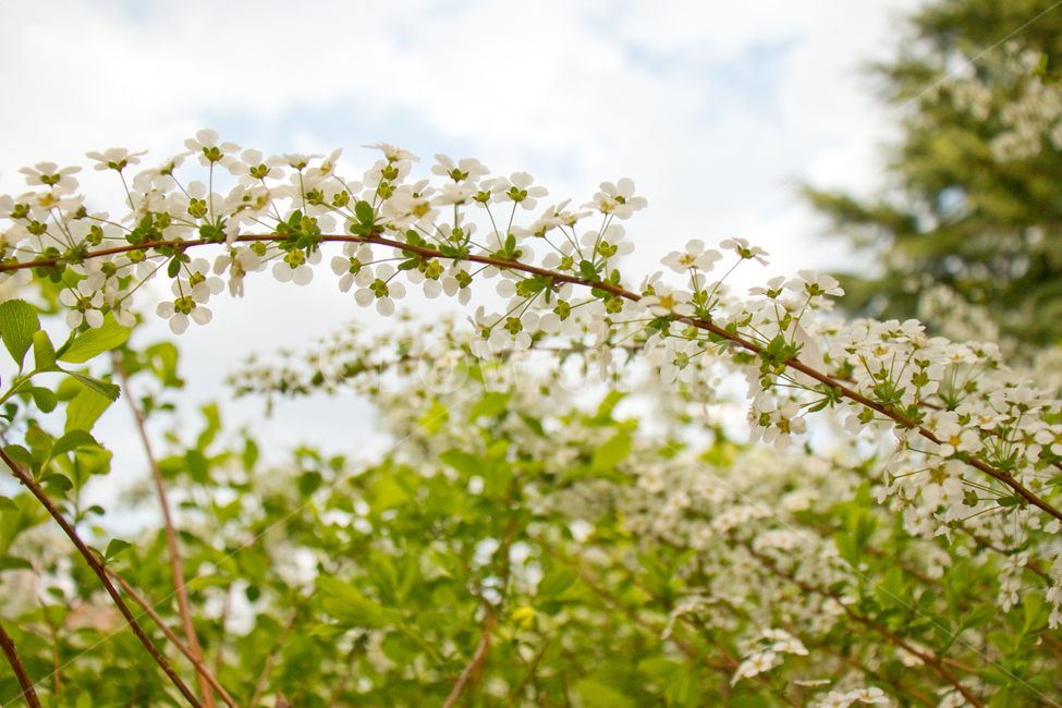조팝꽃,싸리꽃,조팝나무,봄,꽃,풍경,식물,자연,봄꽃,공원,야외,bridalwreath,spring,flower,springflowers,landscape,natural,nature,꽃잎,계절,만개,활짝핀,나무,나뭇가지,봄풍경,아름다운,예쁜,아름답다,아름다움,예쁘다,성장,밝은,밝다,하늘,우아한,우아하다,우아함,순수,순수한,배경,바탕,백그라운드,background,흰색꽃,흰꽃,하얀꽃,하얀색꽃,흰색,하얀색,화이트,white,초록색,그린,green,fresh,봄,계절,spring,season,식물,자연,plants,nature,꽃,flower,plant
