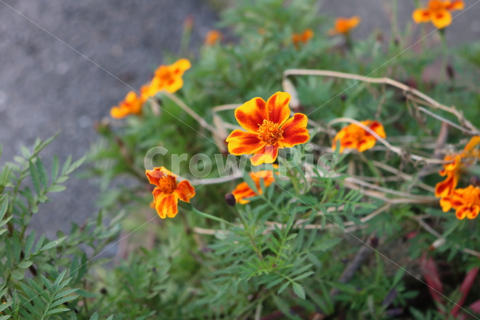 꽃,들꽃,flowers,wildflower,봄꽃