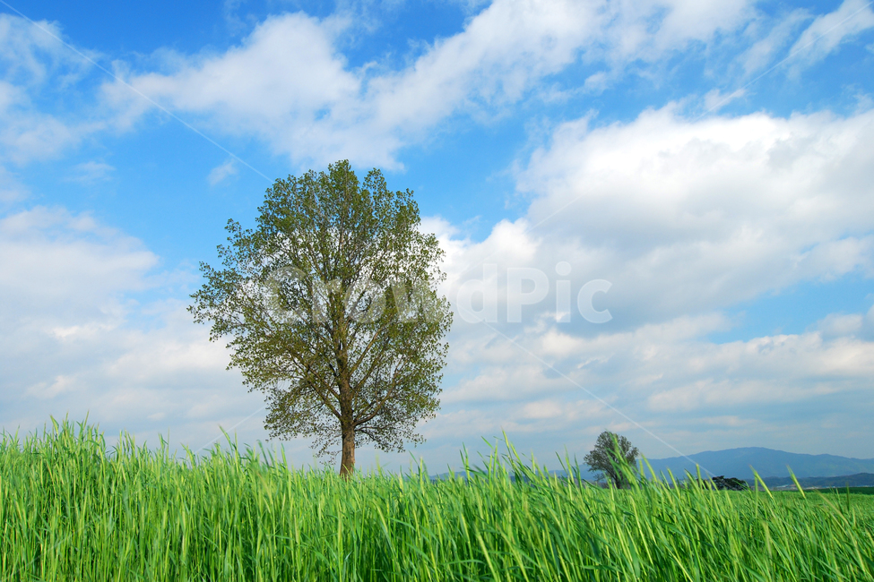 나무,풍경,배경,바탕,백그라운드,배경이미지,바탕이미지,자연,풍경사진,배경사진,바탕사진,하늘,구름,들판,초원,언덕,청보리,청보리밭,한그루,농업,재배,그린,식물,자연,풍경,nature,landscape,식물,plants,나무,trees,wood,plant,grass,잔디