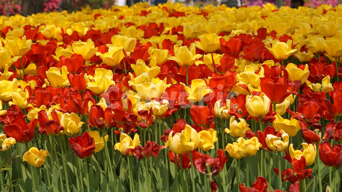 꽃,flower,레드옐로우,tulip,튤립,플라워