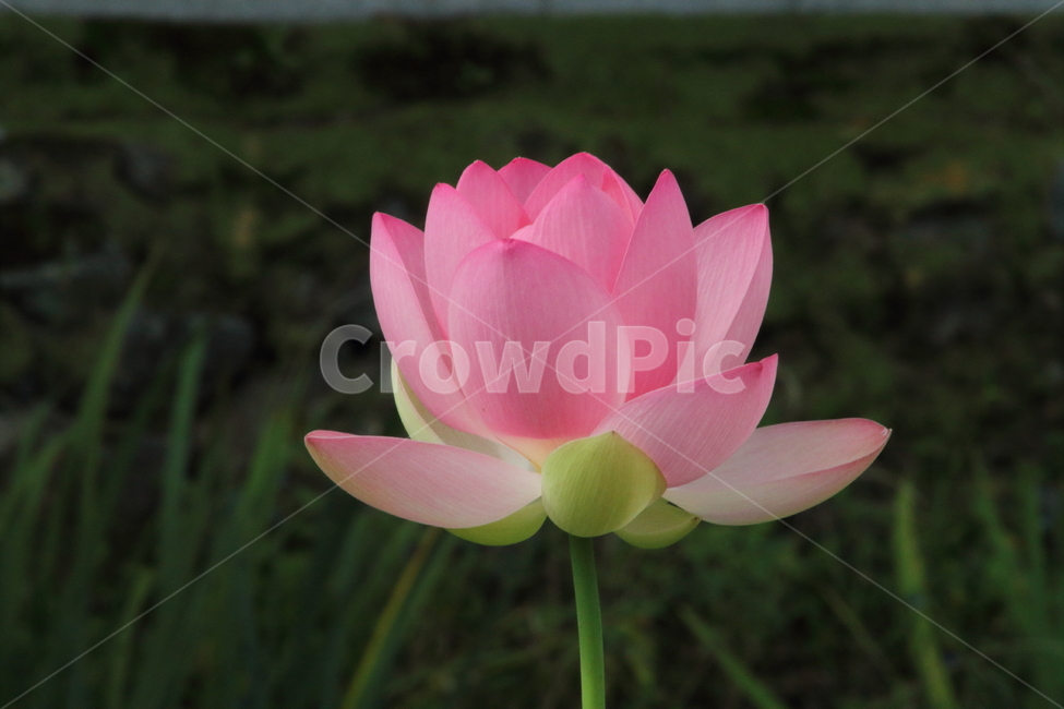 연,연꽃,꽃,식물,lotus,식물,자연,plants,nature,꽃,flower