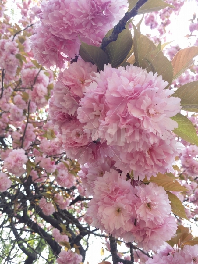 겹벚꽃,봄,따스함,아름다운,신비로운,식물,자연,plants,nature,꽃,flower