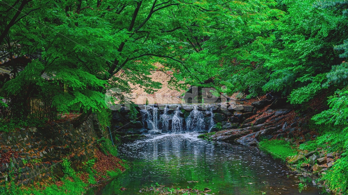 폭포,강,나무,한국민속촌,물,자연,풍경,nature,landscape,water,outdoors,옥외,river