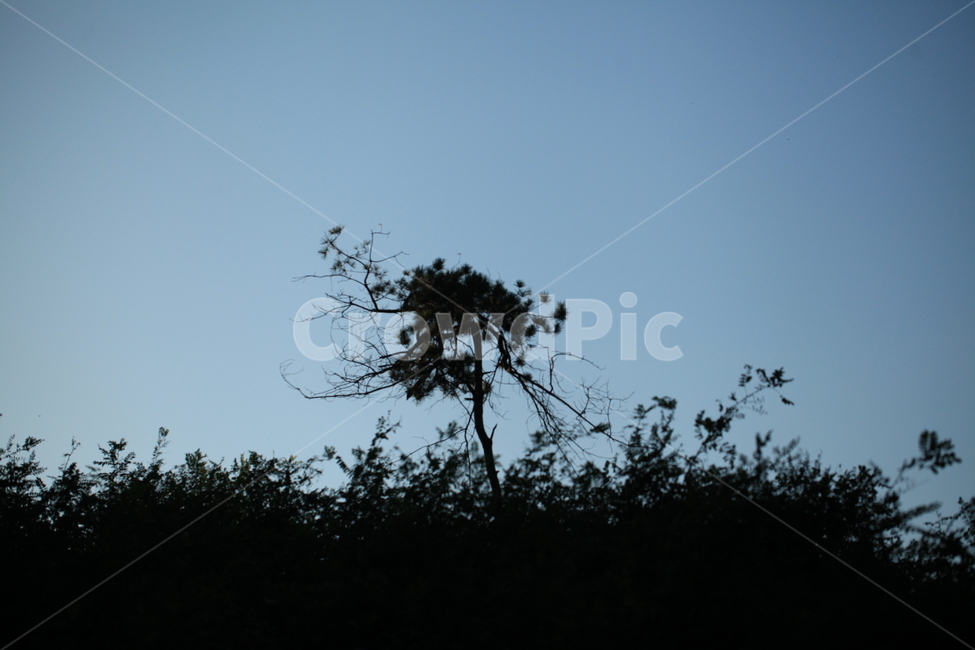 소경,실루엣,소나무,식물,하늘,식물,자연,plants,nature,나무,trees,wood