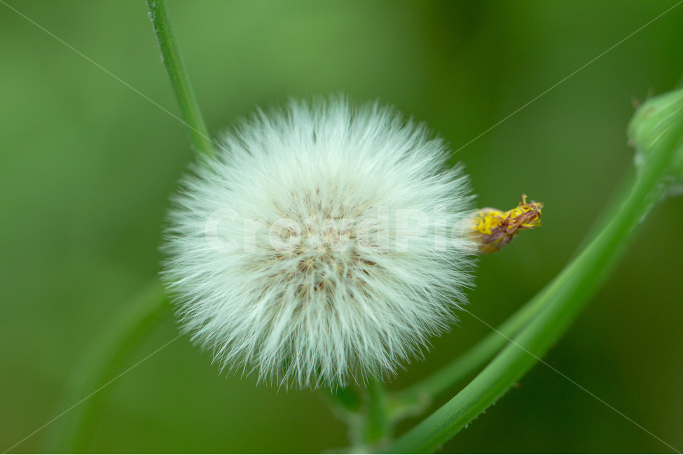 민들레,씨앗,번식,홀씨,깃털,식물,자연,plants,nature