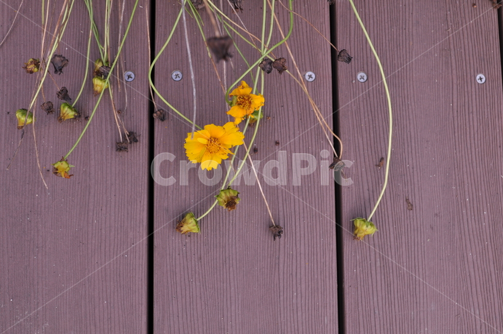 가을,들풀,들꽃,이름모를꽃,배경화면,감성꽃,식물,자연,plants,nature,꽃,flower