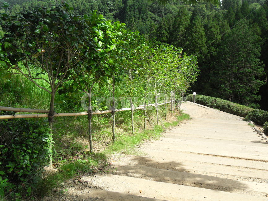 가로수길,자연,garden,보성,nature,자연,풍경,nature,landscape,정원,outdoors,옥외,arbour,정자