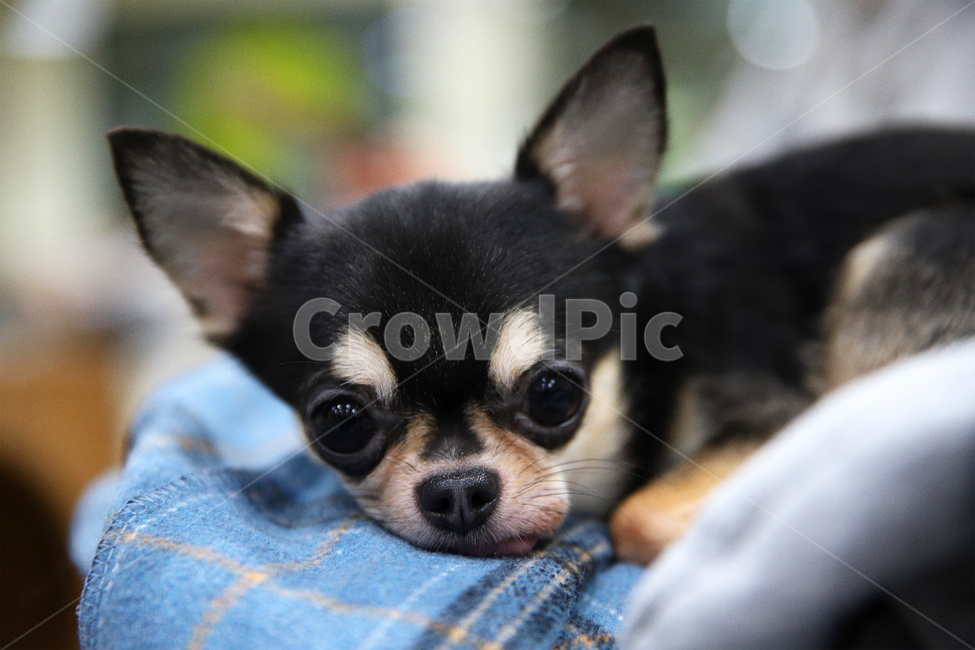 치와와,애완동물,dog,개,animal,동물,포유류,mammal,chihuahua,pet,반려동물,강아지,댕댕이,멍멍이,검정강아지