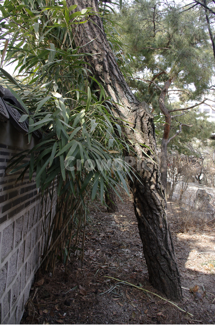 tradition,전통,담장,나무,기와지붕