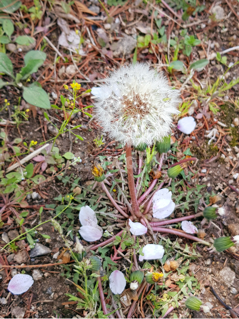flower,꽃,plant,식물,dandelion,민들레,식물,자연,plants,nature,꽃,flower