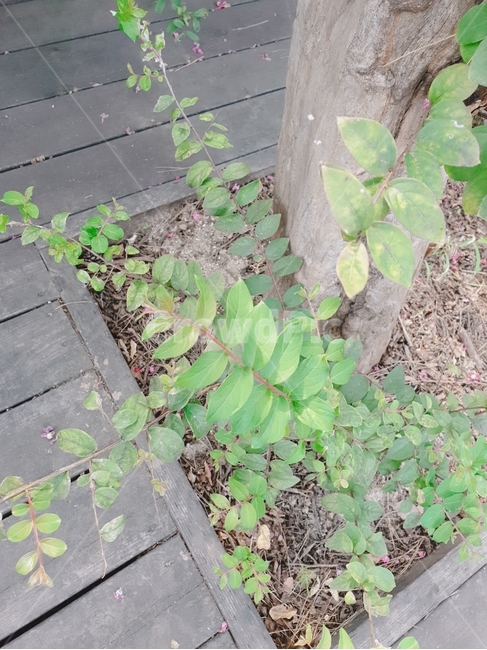 plant,식물,잎,줄기,자연