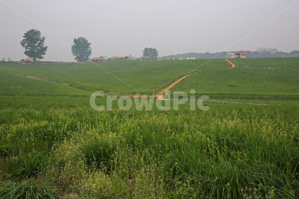 경기,안성,팜랜드,안성팜랜드,농사,농업,경작,rural,농촌,farm,농장,meadow,field,들,outdoors,옥외,grassland,목초지,nature,자연,plant,식물