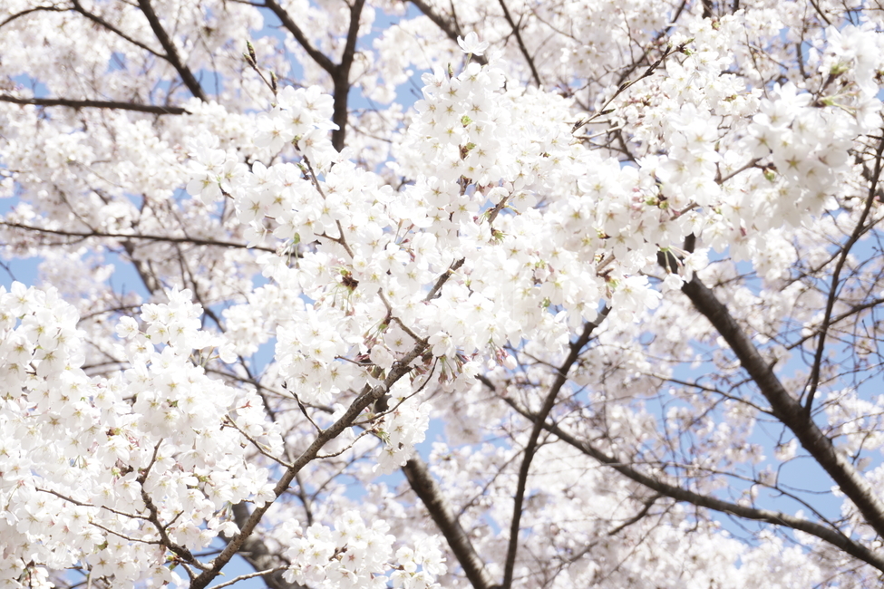 wait,pink,warmth,Spring news,in full bloom,expectation,pink flower,cherryblossoms,flower,spring,spring flowers,season,Emotion,spring season,cherry blossom