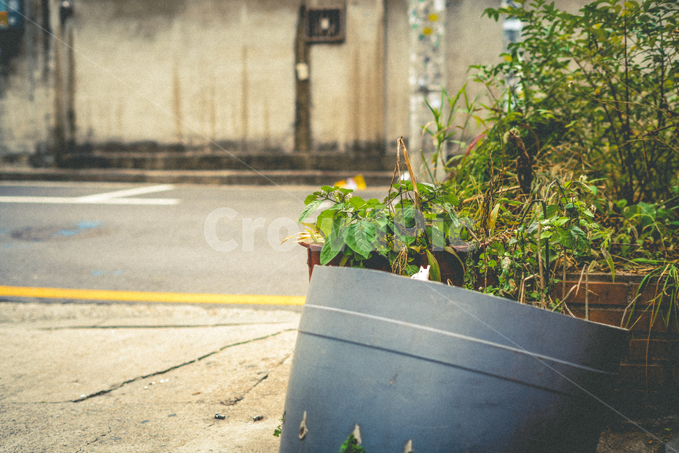 화분,street,풀,풀잎,잎,초록,스냅,snap,식물,자연,plants,nature