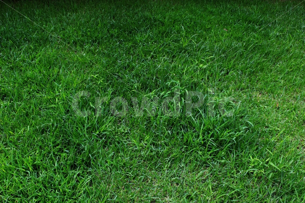 풀,잡초,들판,초원,야외,공원,정원,초록,초록색,자연,풍경,nature,landscape,grass,잔디,plant,식물,lawn