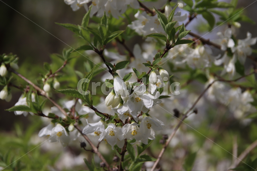 꽃,꽃나무,자연,수목원,봄,봄,계절,spring,season,식물,자연,plants,nature,꽃,flower,plant,blossom