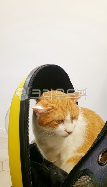 고양이,이동장,기분나쁨,외출,치즈고양이,코리안숏헤어,동물병원,cat,성묘