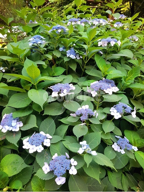 수국,꽃,자연,힐링,녹색,파란꽃,플라워