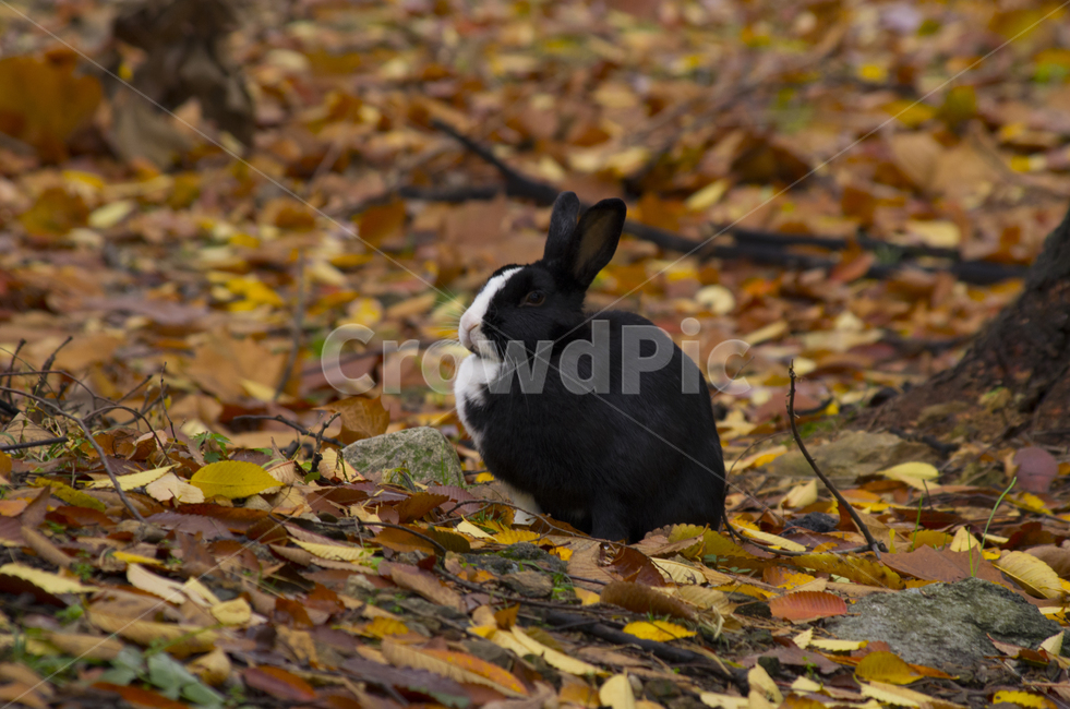 토끼,낙엽,가을,공원,산토끼,애완동물,season,fall,autumn,scene,view,feeling,emotion,nature,rabbit,landscape,animal,cute,fallenleave,leaf,leave,folliage,감정,계절,감성,고요,경관,자연,풍광,고독,외로움,솔로,풍경,풍경사진,감성사진,정취