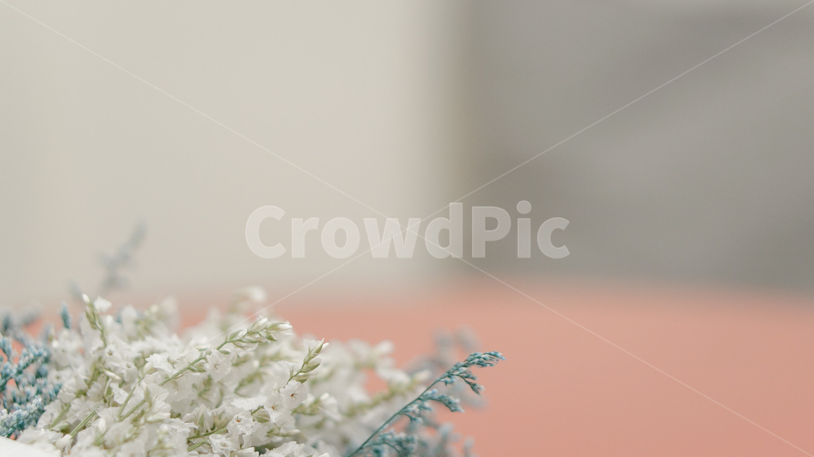 꽃,안개꽃,파란꽃,flower,foggyflower,blueflower,꽃,flower