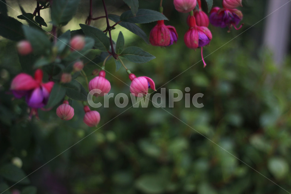 후크시아,꽃봉오리,꽃,식물,nature,flower,plants,색상,색감,색채,가지,잎,야생화,원예,나무