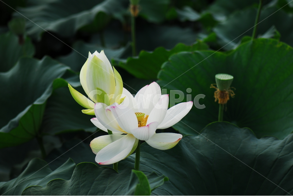꽃,연꽃,관곡지,불교,여름,식물,자연,plants,nature,꽃,flower