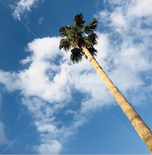 나무,plant,식물,tree,palmtree,arecaceae,야자수,제주,제주도,감성