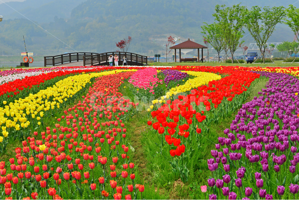 plant,식물,flower,blossom,꽃,tulip,튤립,경남,하동,튤립축제장,튤립툭제,하동튤립축제,둔치,강변둔치,섬진강변,식물,자연,plants,nature,꽃,flower
