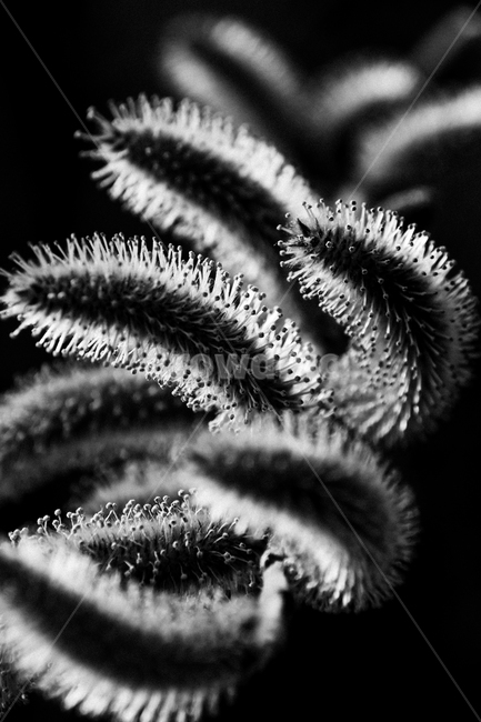 식물,강아지풀,자연,빛,꽃,식물,자연,plants,nature,흑백,모노톤,monochrome,black and white