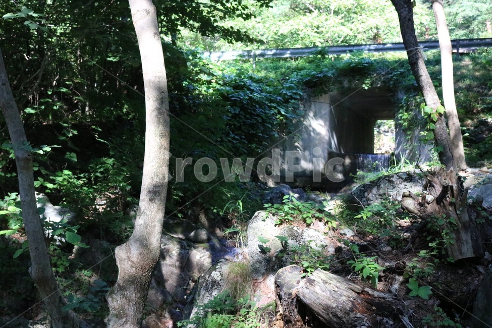 산,나무,초록,자연,하늘,구름,흰색,식물,햇빛,여름,mountain,yama,tree,ki,green,midori,nature,sky,sora,cloud,kumo,white,shiro,plants,shokubutsu,sunlight,hizashi,summer,natsu,계곡,물,valley,keikoku,water,mizu,돌,바위,stone,rock,ishi,iwa,여름,계절,summer,season,자연,풍경,nature,landscape,plant