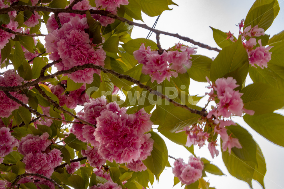 겹벚꽃,겹벚꽃나무,벚꽃,분홍벚꽃,분홍겹벚꽃,cherryblossoms,doublecherryblossom,식물,자연,plants,nature,꽃,flower